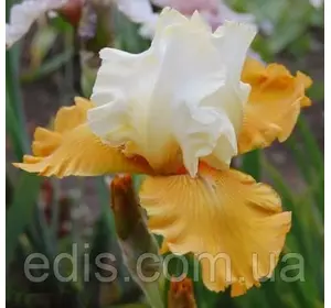 Ірис високий бородатий Yes (Йес) Ірис високий бородатий Yes (Йес)