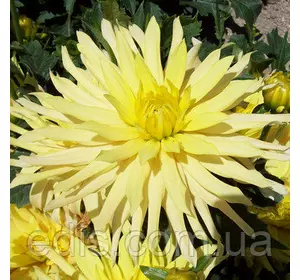 Жоржина низькоросла Munchen Жоржина низькоросла Munchen