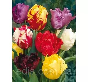 Суміш папугових тюльпанів, 9 цибулин Суміш папугових тюльпанів, 9 цибулин
