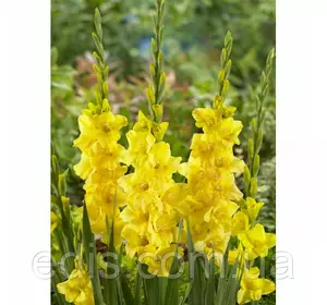 Гладіолус бамбіно Golden Sunrise (Голден Санрайз) 2 квітконоса, 3 шт./уп. Гладіолус бамбіно Golden Sunrise (Голден Санрайз) 2 квітконоса, 3 шт./уп.