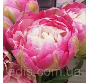 Тюльпан махровий пізній Double Sugar (Дабл Шуга) 2 цибулинки Тюльпан махровий пізній Double Sugar (Дабл Шуга) 2 цибулинки