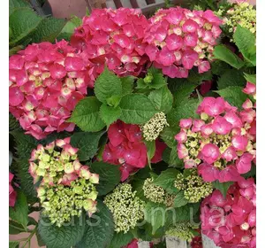 Гортензія Leuchtfeuer (Лайхтфайя) Гортензія Leuchtfeuer (Лайхтфайя)