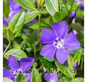 Барвінок малий ботанічний (Vinca minor) в контейнері Барвінок малий ботанічний (Vinca minor) в контейнері