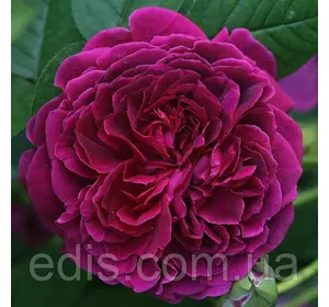 Троянда Вільям Шекспір (William Shakespeare) Троянда Вільям Шекспір (William Shakespeare)