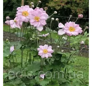 Анемона японська Konigin Charlotte (Кьонігин Шарлотта) Анемона японська Konigin Charlotte (Кьонігин Шарлотта)