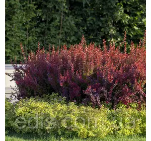 Барбарис Тунберга Red Chief (Ред Чіф) у контейнері 2 л Барбарис Тунберга Red Chief (Ред Чіф) у контейнері 2 л