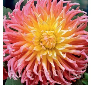 Жоржина кактусова Apricot Star (Епрікот Стар) Жоржина кактусова Apricot Star (Епрікот Стар)