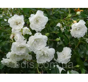 Троянда грунтопокривна Swany Троянда грунтопокривна Swany