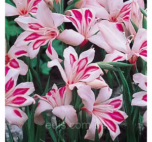 Гладіолус nanus Impressive мініатюрний 10/12, 3 цибулини/пач. Гладіолус nanus Impressive мініатюрний 10/12, 3 цибулини/пач.