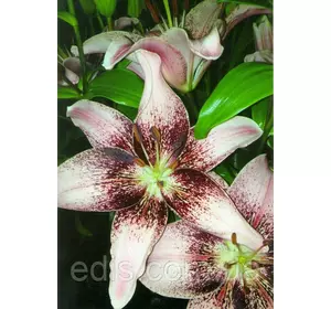 Лілія азіатська Tango Heart Balance (Танго Харт Баланс) 1 цибулина 12/14 Лілія азіатська Tango Heart Balance (Танго Харт Баланс) 1 цибулина 12/14