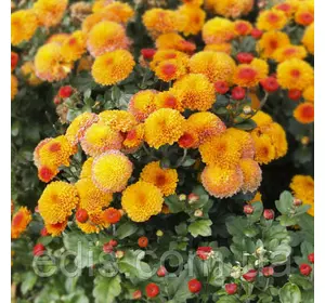 Хризантема Boreus (Боєс) контейнер 0,5 л Хризантема Boreus (Боєс) контейнер 0,5 л