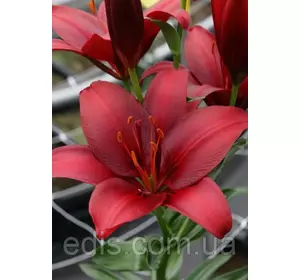 Лілія азіатська Nerone (Нероні) 1 цибулина 12/14 Лілія азіатська Nerone (Нероні) 1 цибулина 12/14