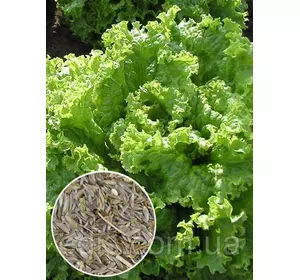 Салат Сніжинка 100 г, вагове насіння Яскрава Салат Сніжинка 100 г, вагове насіння Яскрава