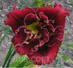 Лілейник Stellar Double Rose Лілейник Stellar Double Rose