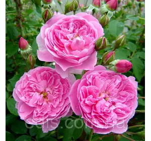 Троянда Мерлін (Merlin) англійська флорібунда Троянда Мерлін (Merlin) англійська флорібунда