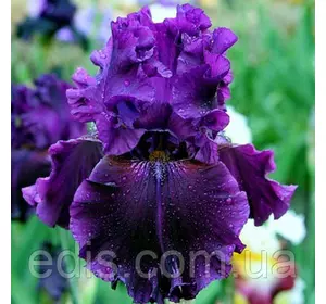 Ірис бородатий Dream Express Ірис бородатий Dream Express