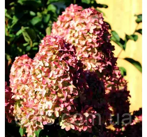 Гортензія волотиста Magical Candle (Меджикел Кендел) в контейнері 2 л Гортензія волотиста Magical Candle (Меджикел Кендел) в контейнері 2 л