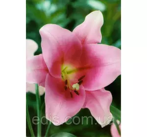 Лілія орієнтальна Brindisi (Бріндісі) 1 цибулина 12/14 Лілія орієнтальна Brindisi (Бріндісі) 1 цибулина 12/14