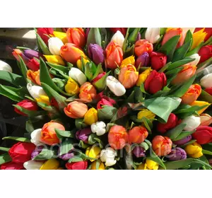 Тюльпан гігантський суміш 50 цибулин/уп. Тюльпан гігантський суміш 50 цибулин/уп.