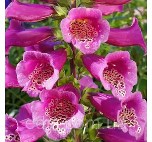 Дигіталіс (Наперстянка) Virtuoso Rose Дигіталіс (Наперстянка) Virtuoso Rose