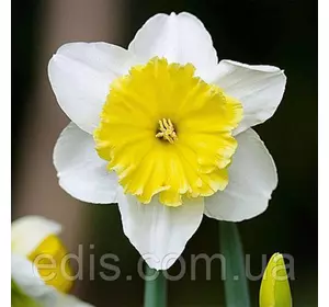 Нарцис Корончатий Ice Follies (Айс Фоліес) 12/14 1 цибулина Нарцис Корончатий Ice Follies (Айс Фоліес) 12/14 1 цибулина