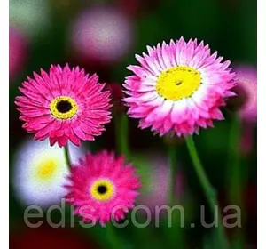 Геліптерум (сухоцвіт, однорічник) суміш 0,2 г, насіння Яскрава Геліптерум (сухоцвіт, однорічник) суміш 0,2 г, насіння Яскрава