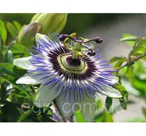 Пассіфлора (страстоцвіт, маракуя) 0,1 г, насіння Яскрава Пассіфлора (страстоцвіт, маракуя) 0,1 г, насіння Яскрава