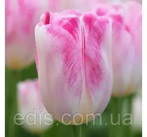 Тюльпан Тріумф Infinity (Інфініті) 3 цибулинки Тюльпан Тріумф Infinity (Інфініті) 3 цибулинки