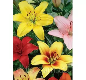 Лілії азіатські суміш 5 шт./уп. Лілії азіатські суміш 5 шт./уп.
