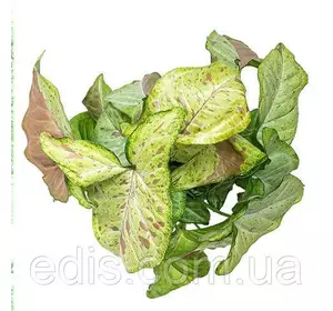 Сингоніум Confetty (Конфеті), кімнатна рослина, горщик 0,5-1 л. Сингоніум Confetty (Конфеті), кімнатна рослина, горщик 0,5-1 л.