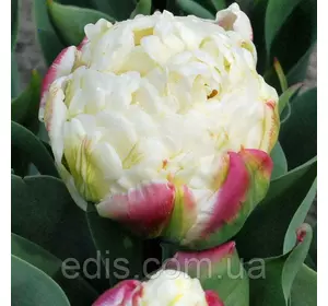 Тюльпан махровий пізній Ice Wonder 3 цибулинки Тюльпан махровий пізній Ice Wonder 3 цибулинки