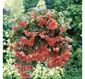 Бегонія бульбова Ампельна каскад Лососева, 1 бульба Бегонія бульбова Ампельна каскад Лососева, 1 бульба