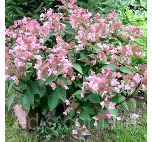 Гортензія Dharuma (волотиста) контейнер 0,5 л. Гортензія Dharuma (волотиста) контейнер 0,5 л.