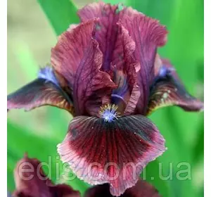 Ірис карликовий Cat's Eye Ірис карликовий Cat's Eye