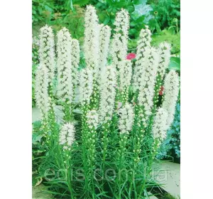 Ліатріс білий Spicata Alba у контейнері Ліатріс білий Spicata Alba у контейнері