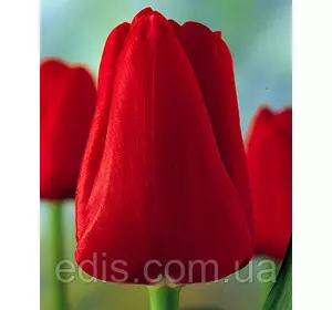 Тюльпан Тріумф Ile de France (Іль де Франс) 3 цибулинки Тюльпан Тріумф Ile de France (Іль де Франс) 3 цибулинки