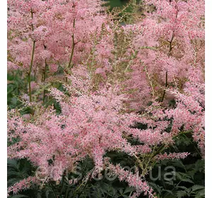 Астільба Hennie Graafland (Хенні Графленд) к Астільба Hennie Graafland (Хенні Графленд) к