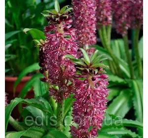 Эукомис Kona у контейнері Эукомис Kona у контейнері