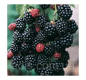 Ожина Блек Сатин (Black Satin) середньостигла Ожина Блек Сатин (Black Satin) середньостигла