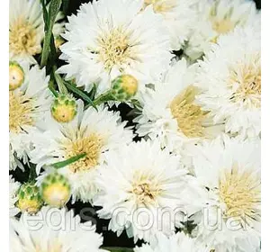 Волошка Королівська біла 0,5 г, насіння Яскрава Волошка Королівська біла 0,5 г, насіння Яскрава