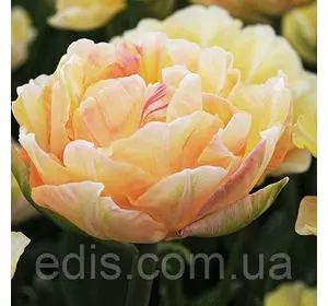 Тюльпан махровий ранній Charming Lady (Шармін Леді) 3 цибулинки Тюльпан махровий ранній Charming Lady (Шармін Леді) 3 цибулинки