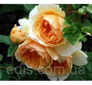 Троянда Сэр Ланселот (Sir Lancelot) английска флорібунда Троянда Сэр Ланселот (Sir Lancelot) английска флорібунда