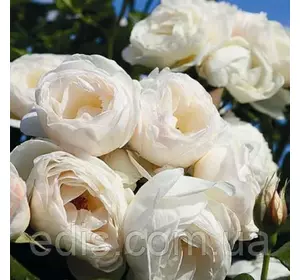 Троянда в'юнка Мон Блан (Mont Blanc) Троянда в'юнка Мон Блан (Mont Blanc)