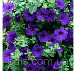Петунія Крупноквіткова Синя 0.015 г насіння Яскрава Петунія Крупноквіткова Синя 0.015 г насіння Яскрава
