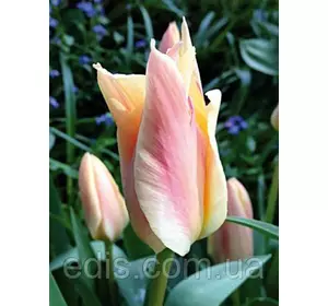 Тюльпан гібрид Грейга Fur Elise (Фюа Елізе) 3 цибулинки Тюльпан гібрид Грейга Fur Elise (Фюа Елізе) 3 цибулинки