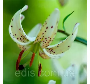 Лілія Мартагон P 335 (JW30) 1 цибулина 14/16 Лілія Мартагон P 335 (JW30) 1 цибулина 14/16