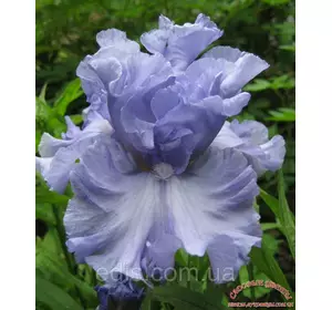 Ірис бородатий Double Bubble (Дабл Бабл) Ірис бородатий Double Bubble (Дабл Бабл)