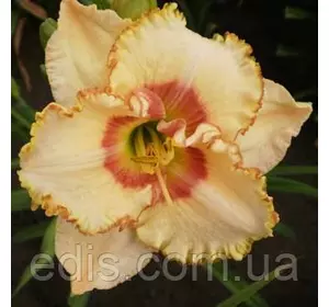 Лілейник Sixth Sense кореневище Лілейник Sixth Sense кореневище