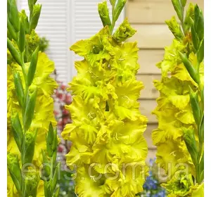 Гладіолус гофрований Blitz (Бліц) 3 цибулинки 12/14 Гладіолус гофрований Blitz (Бліц) 3 цибулинки 12/14