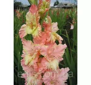 Гладіолус гофрований Natasja 3 шт./уп. Гладіолус гофрований Natasja 3 шт./уп.